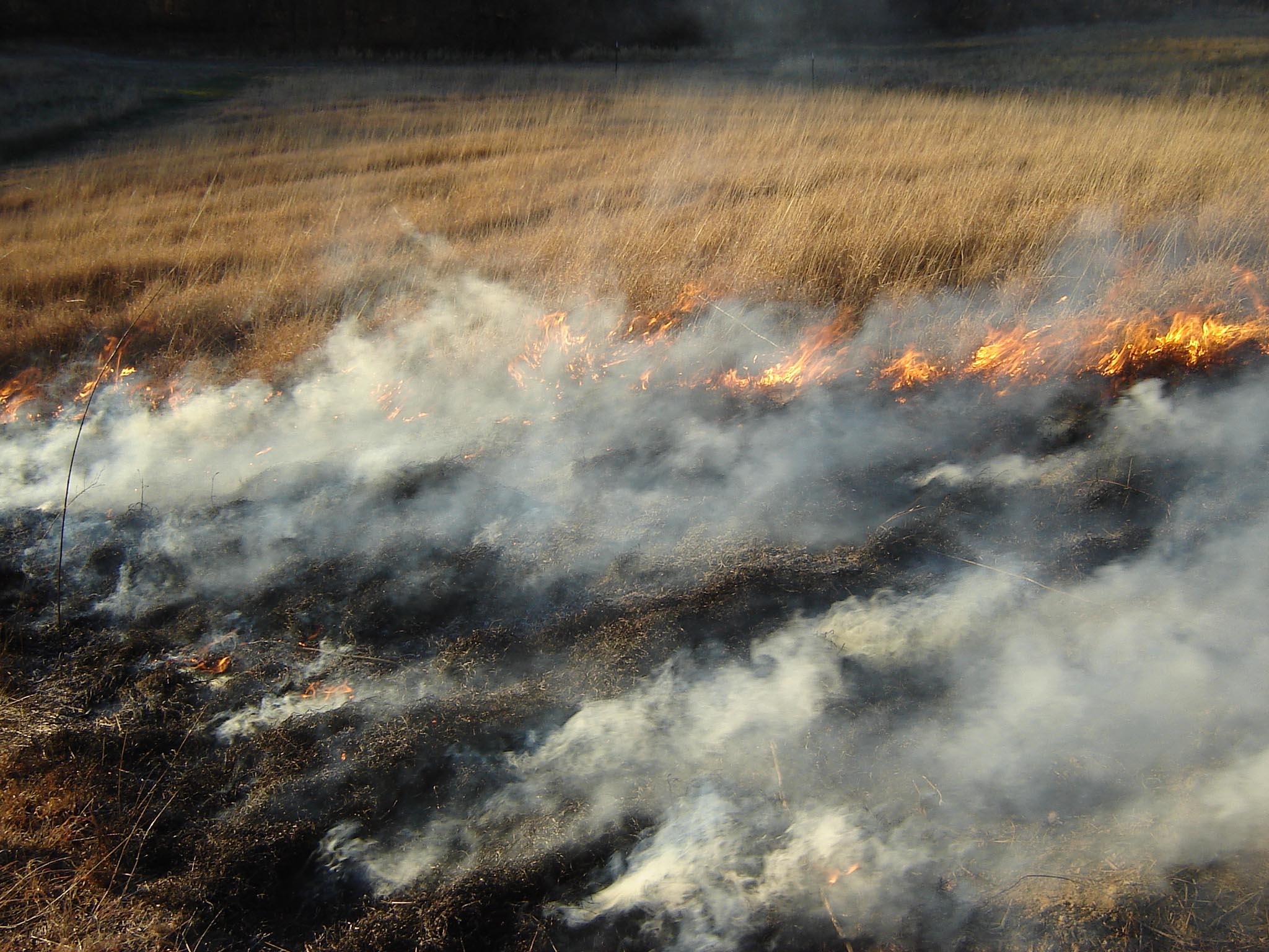 Burning Native Grass