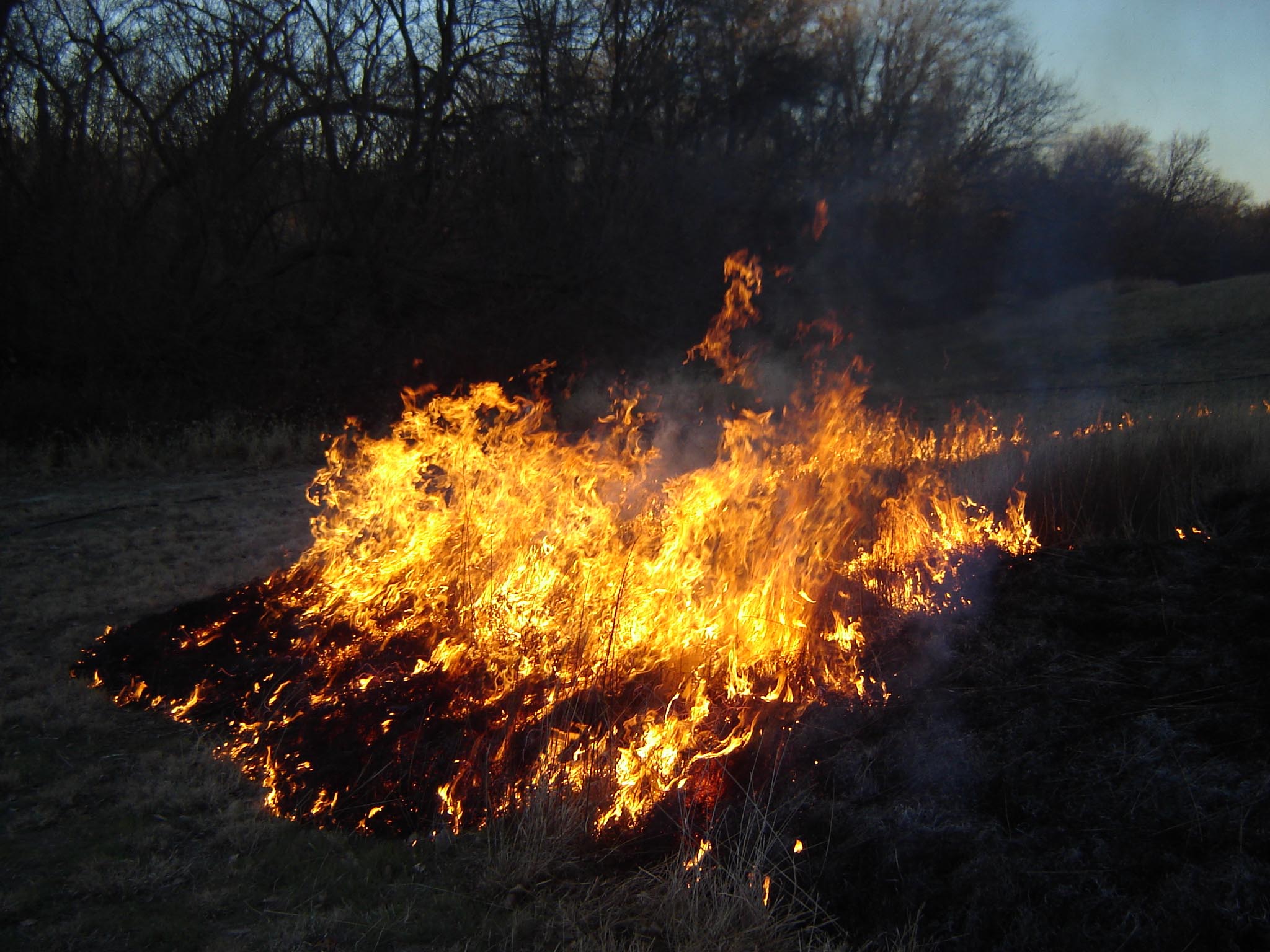Burning Native Grass